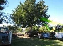 Kwikfynd Tree Management Services
docker